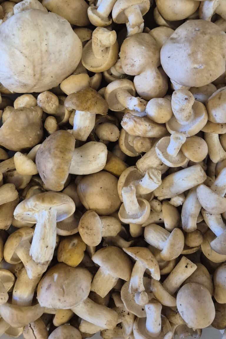 Sono Arrivati i prugnoli!!!